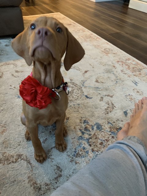 Pretty Pup with a Red Bow