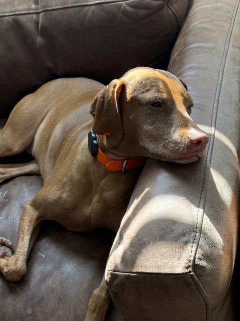 Sunlit Serenity: Cozy Canine Comfort