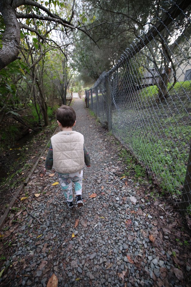 Child's Solitary Walk on Wooded Gravel Path