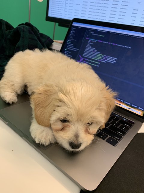 The Laptop's New Best Friend