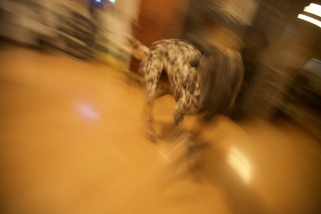 Blurry Canine on Hardwood Floors