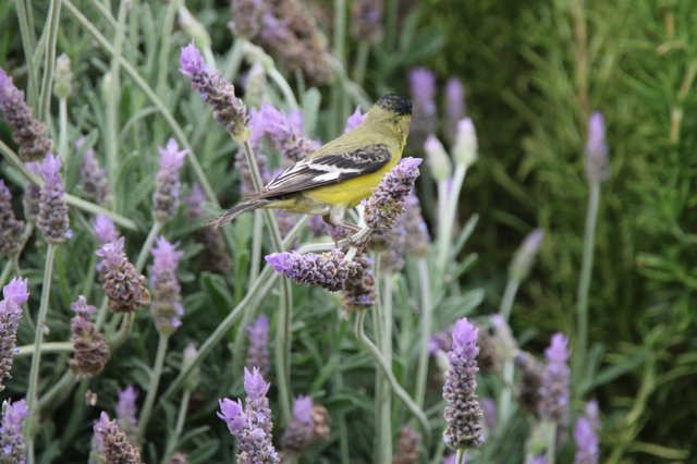 Lesser Goldfinch Perched on Lavender Flowers