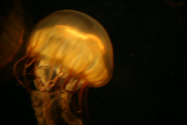 Mesmerizing Jellyfish