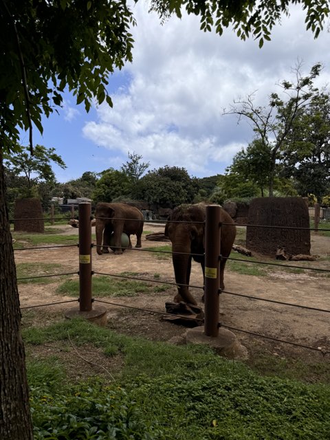 Majestic Elephants at Honolulu Zoo