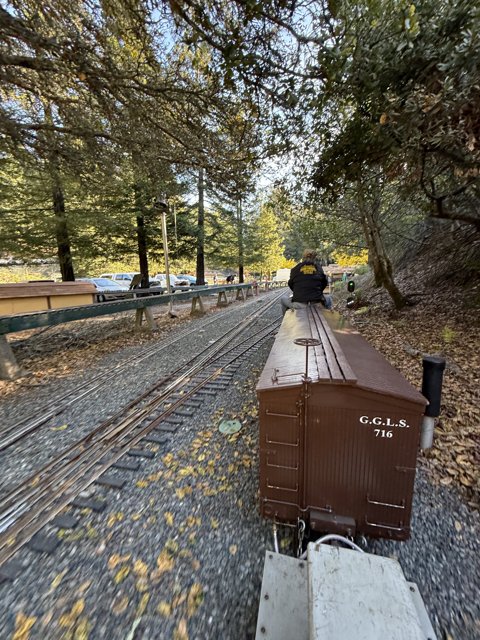 Journey Through the Trees