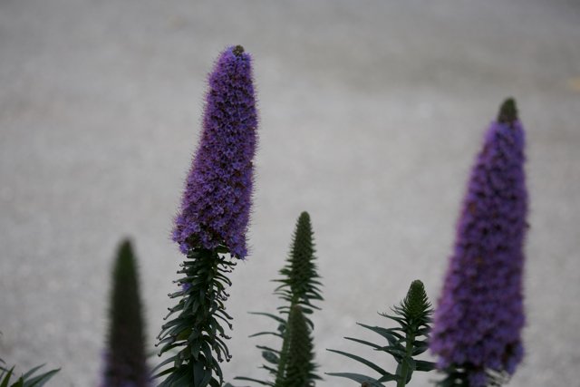 Lavender Lupins: A Field of Purple Splendor