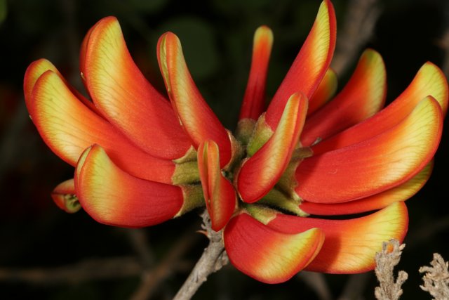 Vibrant Lily Blossom