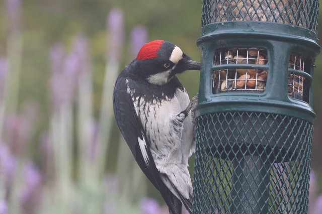 Acorn Woodpecker Feeding at Garden Nut Feeder