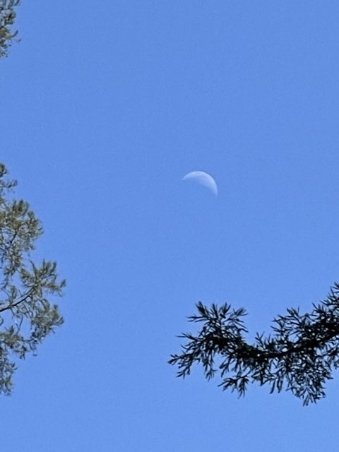 Lunar Beauty Above the Trees