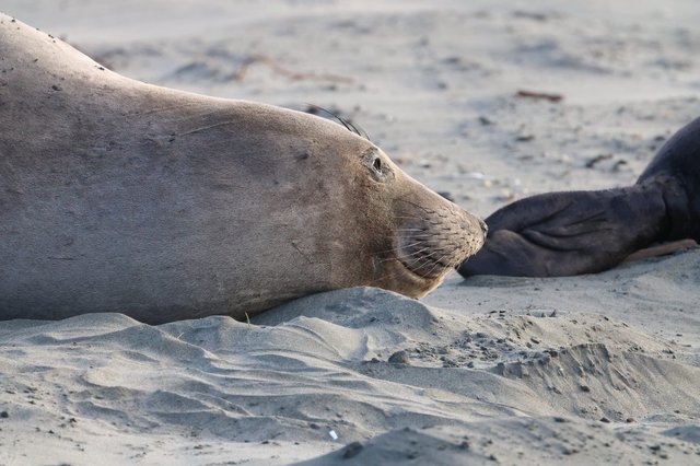 Elephant Seal Resting on Sandy Beach at Drakes