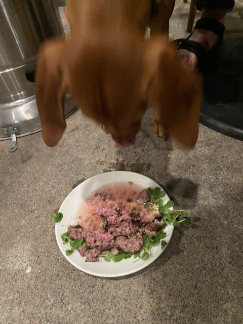 Canine Cuisine