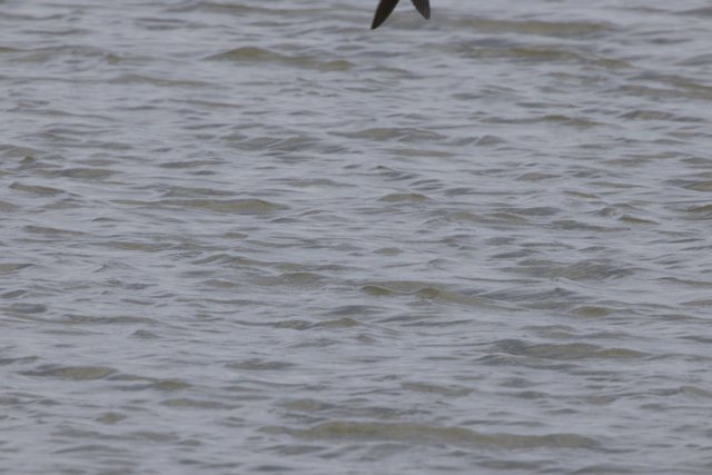 Flying Over Tranquil Waters