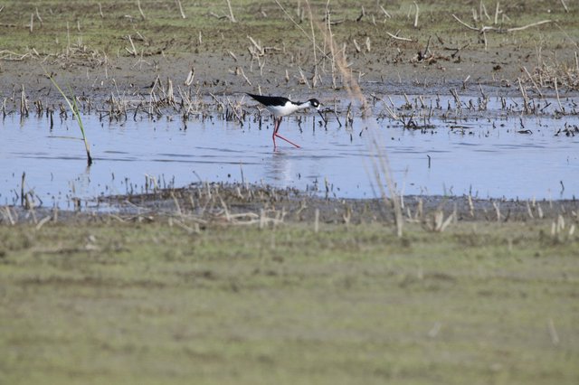 Black-necked Stilt Wading in Flooded Agricultural Field