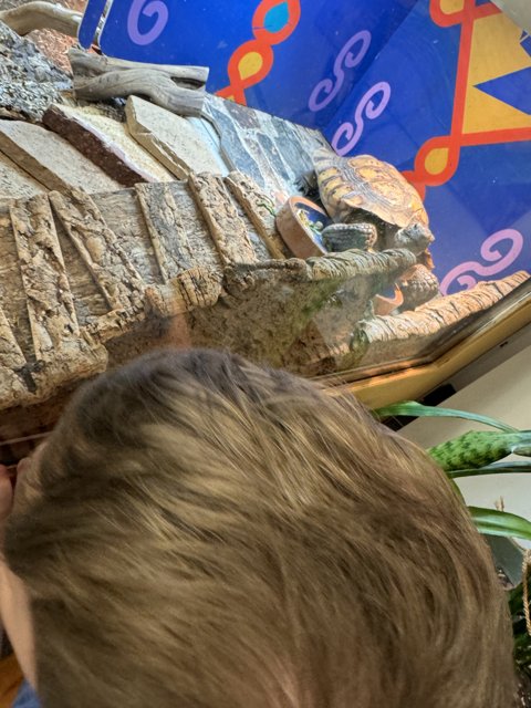 Curiosity at the Reptile Exhibit