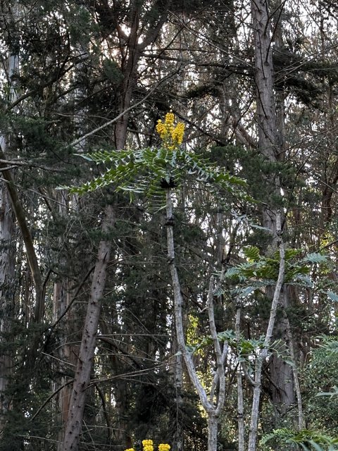 A Splash of Yellow in the Forest