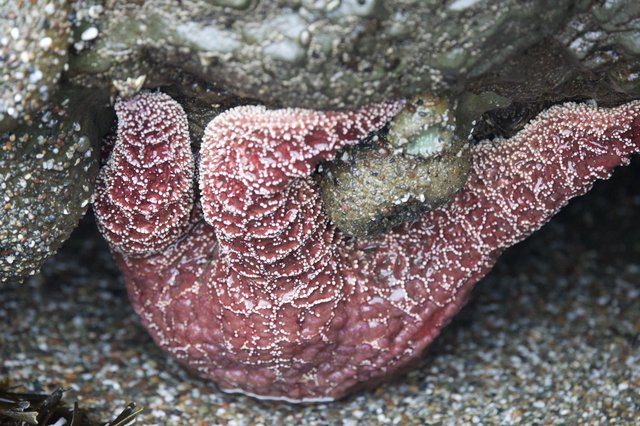 Ochre Sea Star Wedged Between Intertidal Rocks