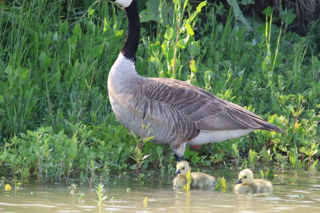 Canada Goose with Goslings at Wetland Edge