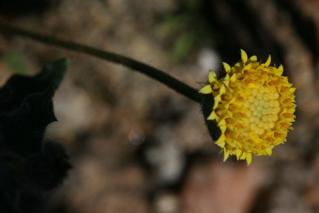 Sunny Yellow Flower