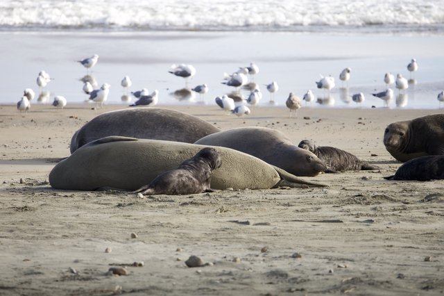 Elephant Seal Colony Resting at Drakes Beach