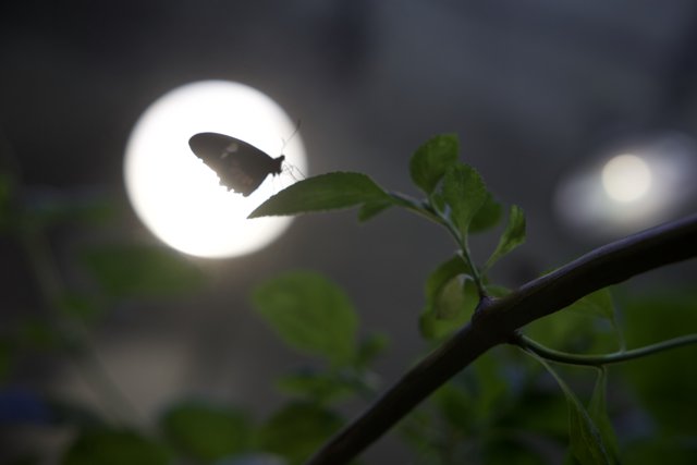 Lunar Radiance: A Butterfly's Twilight Blooming