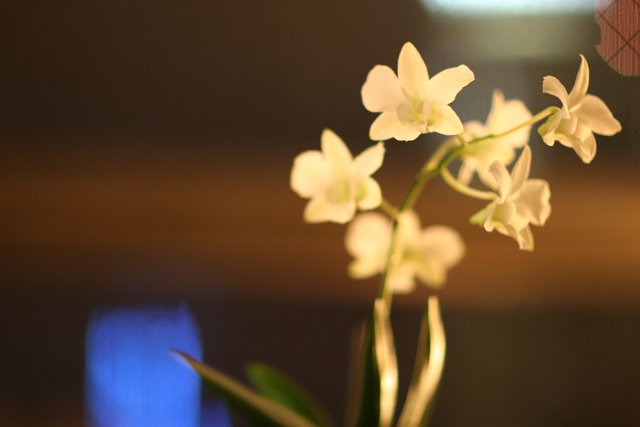 Peaceful Orchids