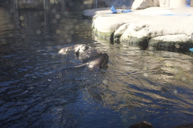Aquatic Ballet: The Otters of Monterey Bay