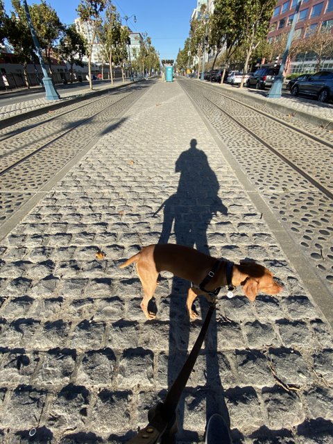 A Canine Stroll through the Cobblestone Streets
