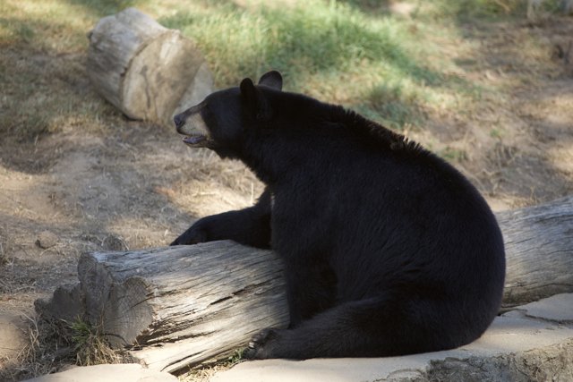 The Chilled Black Bear at SF Zoo
