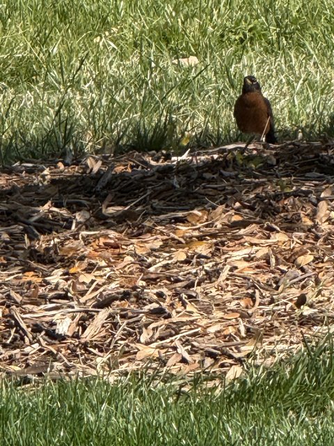 Feathered Friend in the Park