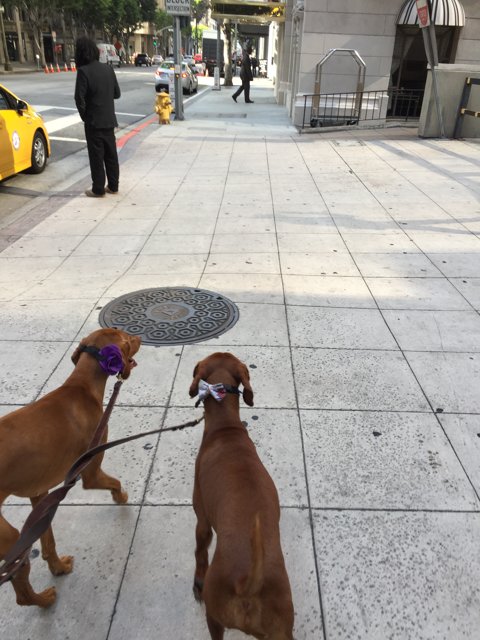 Sidewalk Stroll with Canine Companions