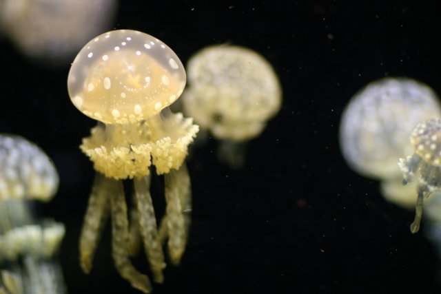 Tranquil Jellyfish in their Underwater World