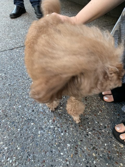 Poodle Love on the Sidewalk