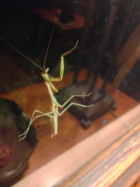 Hanging Mantis