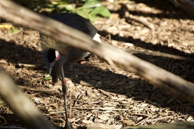 Majestic Stork Sighting at SF Zoo