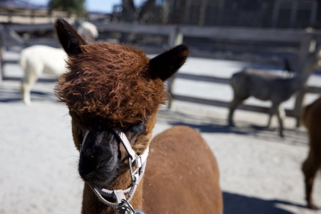 Llamas at Play in Carmel Valley