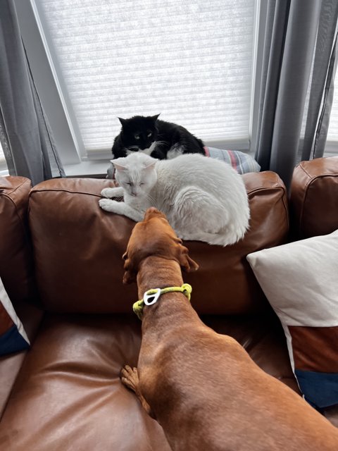 Furry Friends Relaxing on the Couch