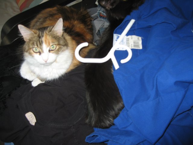 Clothes and Cats