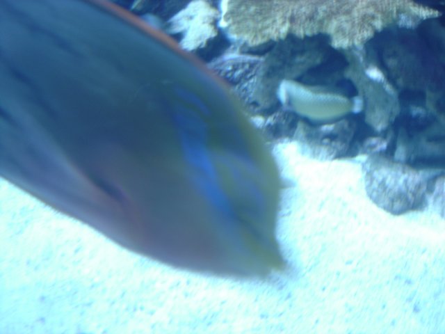 Colorful Surgeonfish in an Aquarium