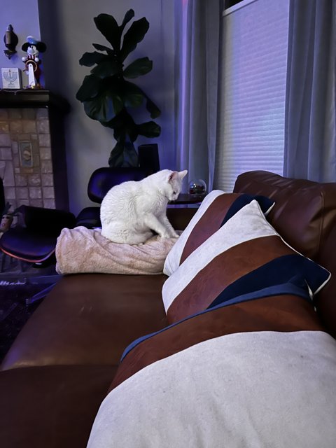Couch Companion
