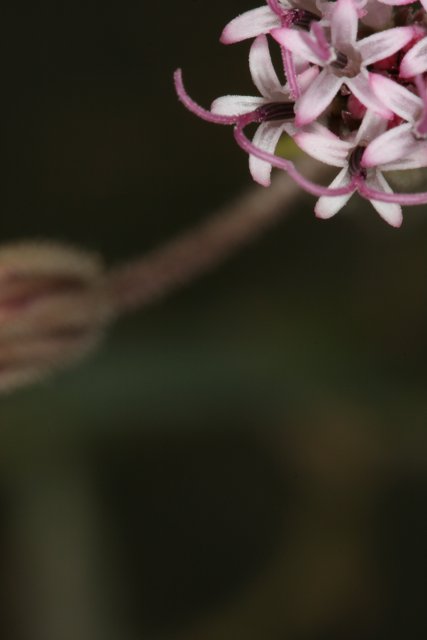 Bee on a Geranium Flower