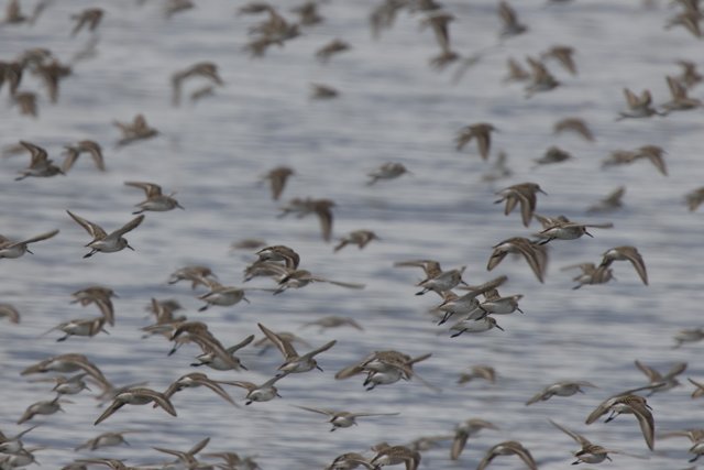 Flight of the Flock
