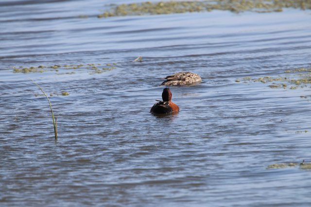 Cinnamon Teal Duck Pair in Wetland Habitat