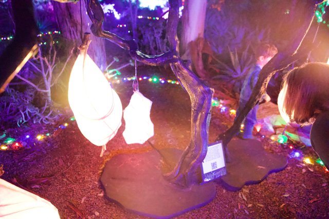 Enchanted Luminescence