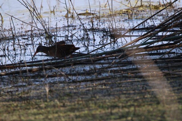 Common Gallinule Navigating Wetland Reeds at Dusk