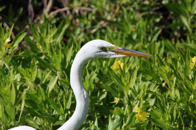Great Egret Portrait Among Spring Wildflowers