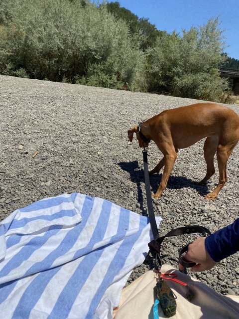 A Helping Paw at Monte Rio Beach