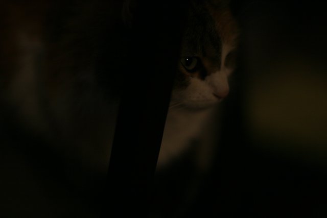 Inquisitive Kitten