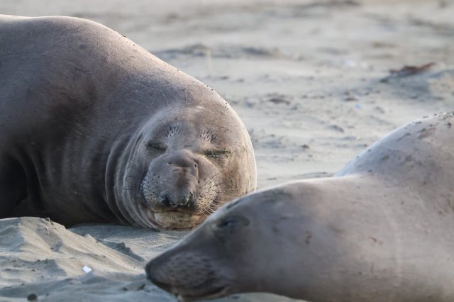 Elephant Seal Resting on Sandy Beach at Drakes Beach