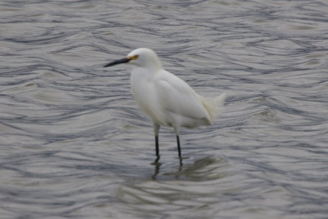 Majestic Egret at San Pablo Bay
