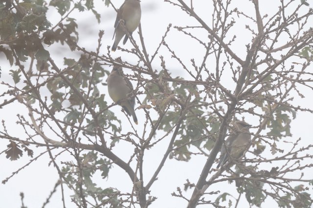 Cedar Waxwings Perched in Winter Tree Branches